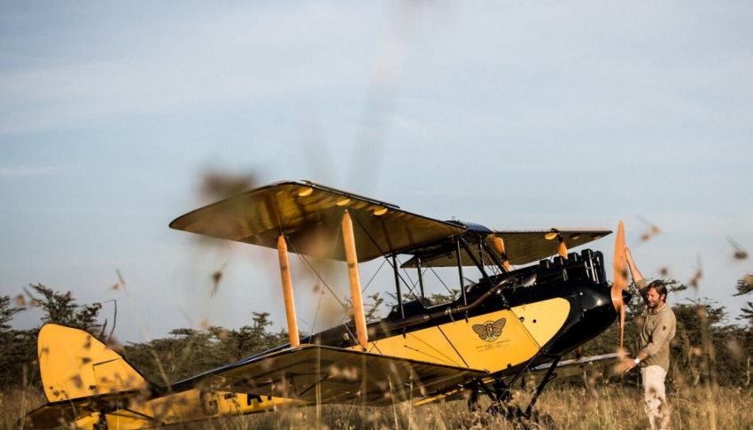 gypsy moth